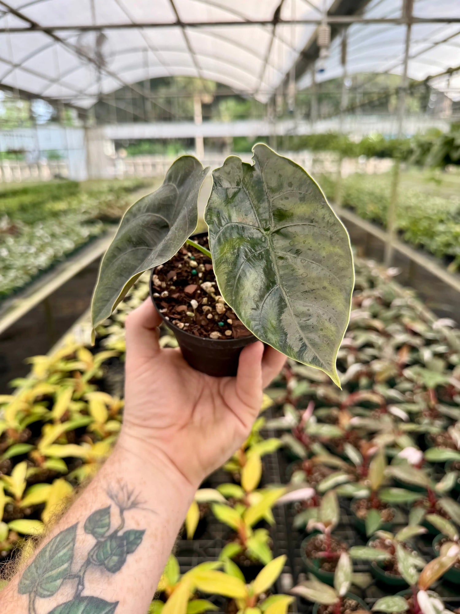 4" Alocasia azlanii - Canopy Plant Co.