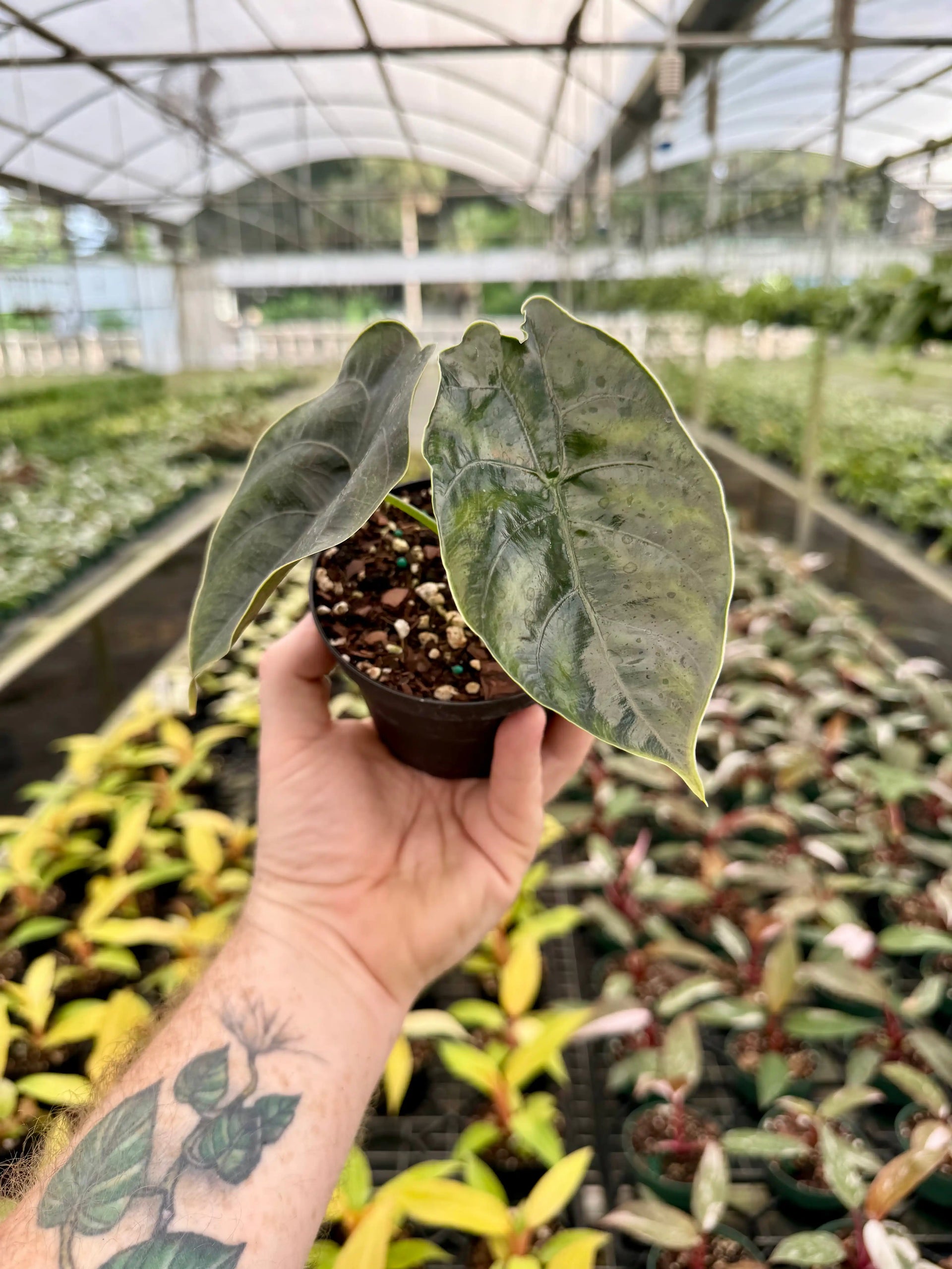アロカシア・アズラニー・オーレア斑入りAlocasia AzlaniiAurea