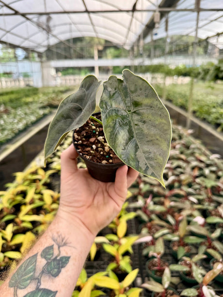 4" Alocasia azlanii Canopy Plant Co.