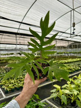 4" Alocasia brancifolia -  Canopy Plant Co.