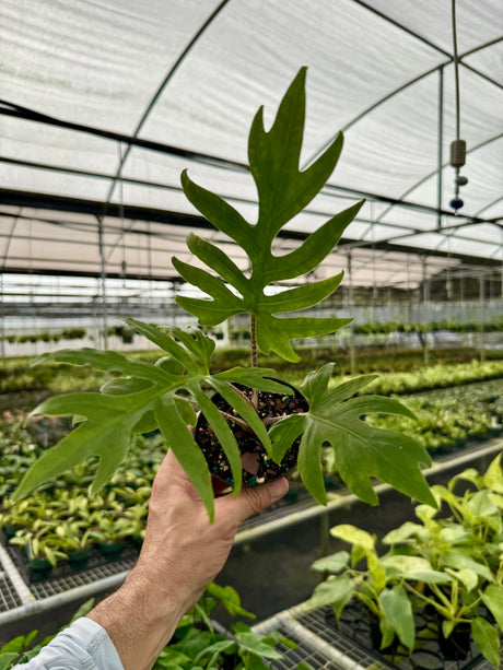 4" Alocasia brancifolia -  Canopy Plant Co.