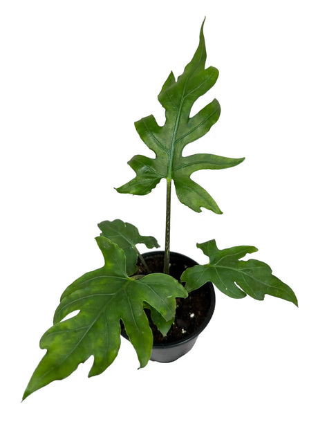4" Alocasia brancifolia - Canopy Plant Co.