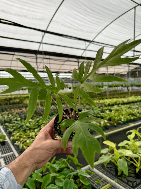 4" Alocasia brancifolia Canopy Plant Co.