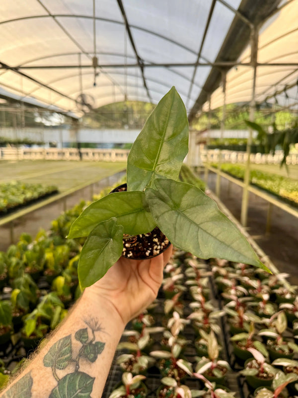 Healthy 4-inch Alocasia heterophylla ‘Corazon’ plant by Canopy Plant Co., featuring vibrant green leaves with unique heart-shaped foliage.
