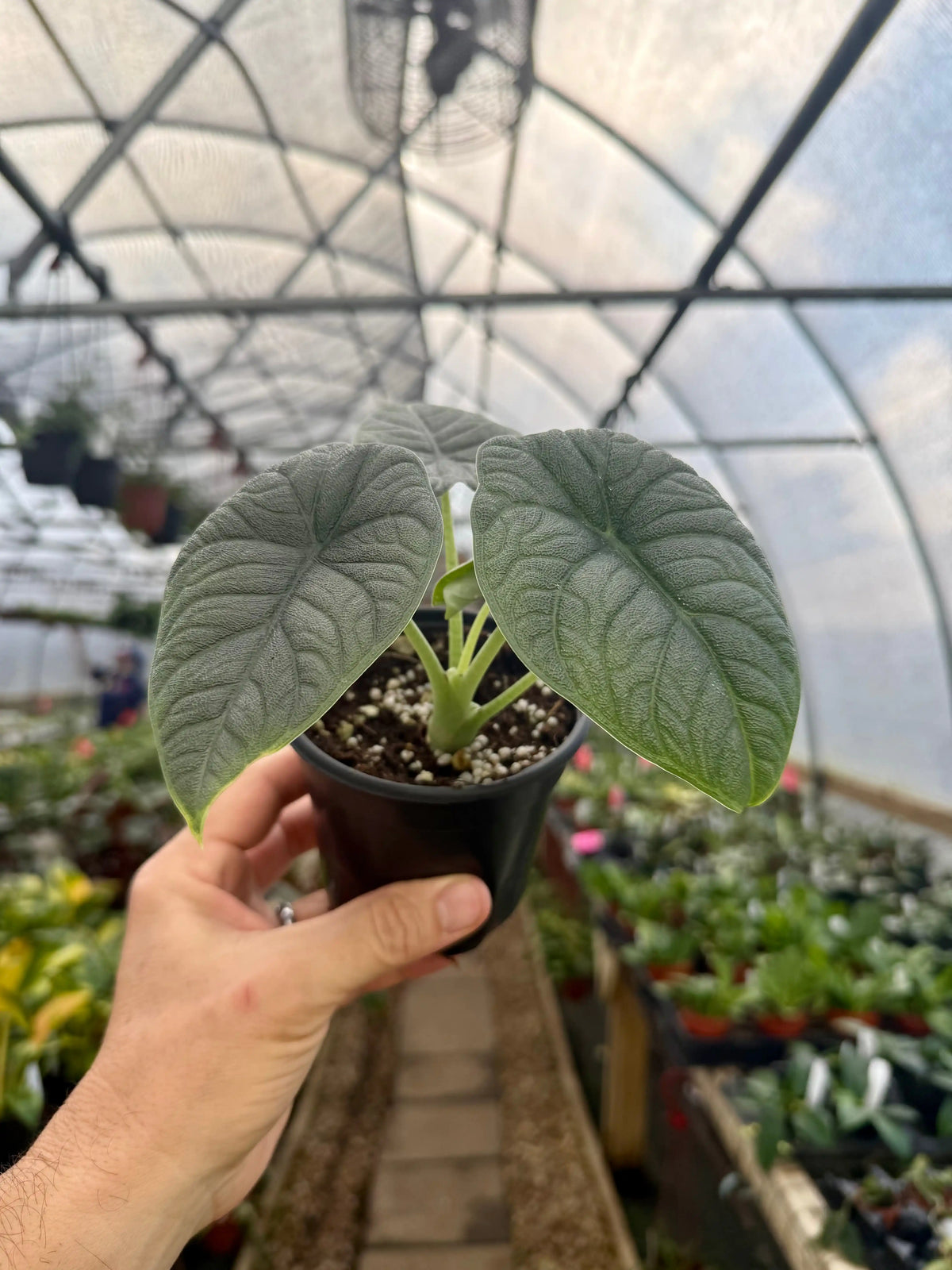 4” Alocasia melo | Canopy Plant Co.