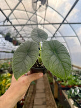 4” Alocasia melo Canopy Plant Co.