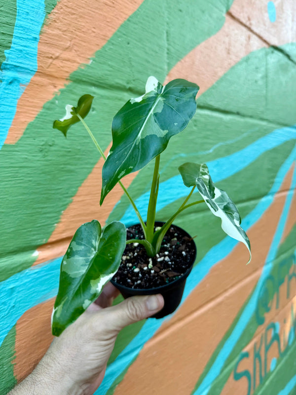 Alocasia odora 'Okinawa Silver' plant with large silver-green leaves, healthy and vibrant, from Canopy Plant Co.