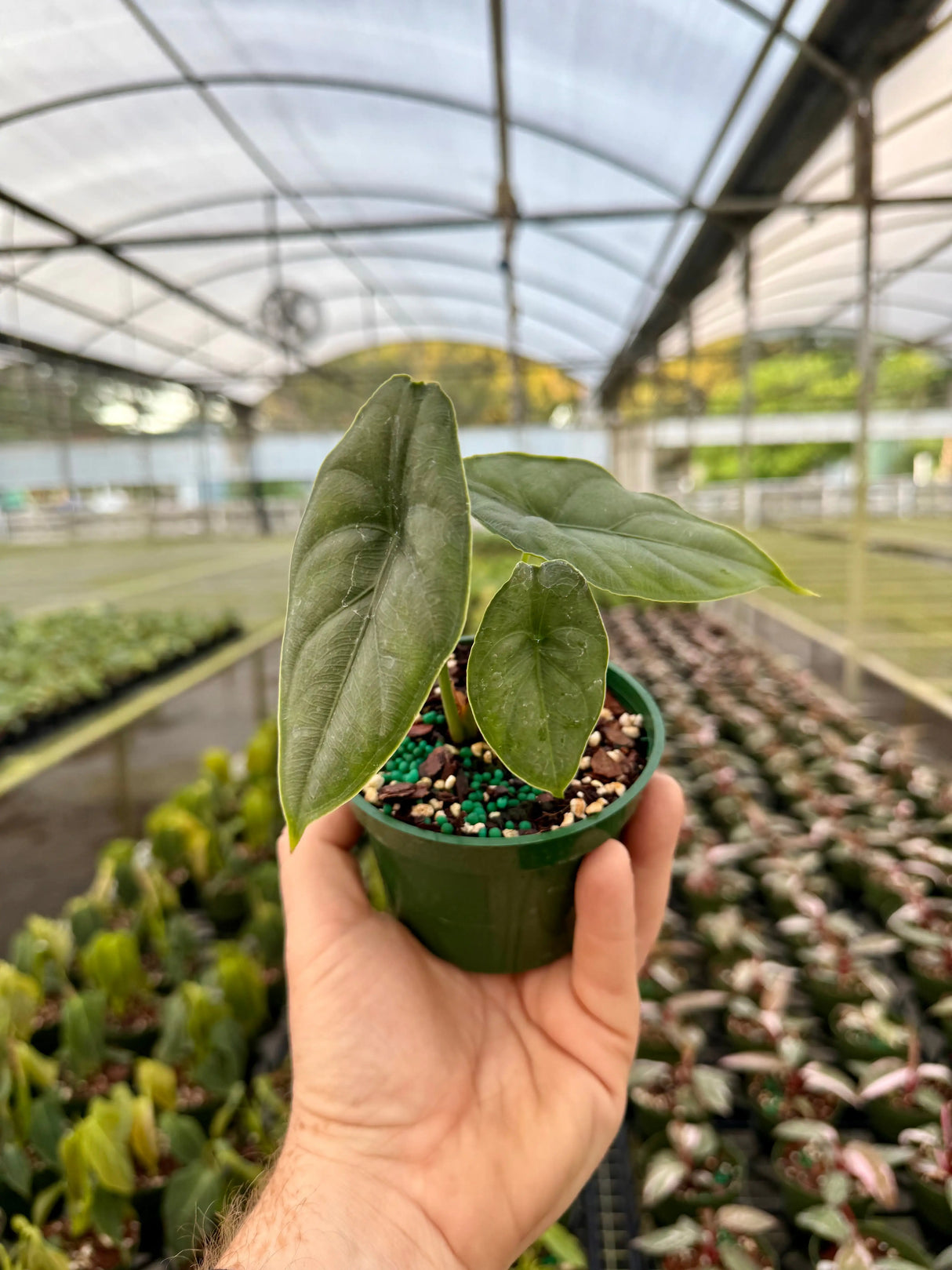 4” Alocasia puncakborneensis Canopy Plant Co.