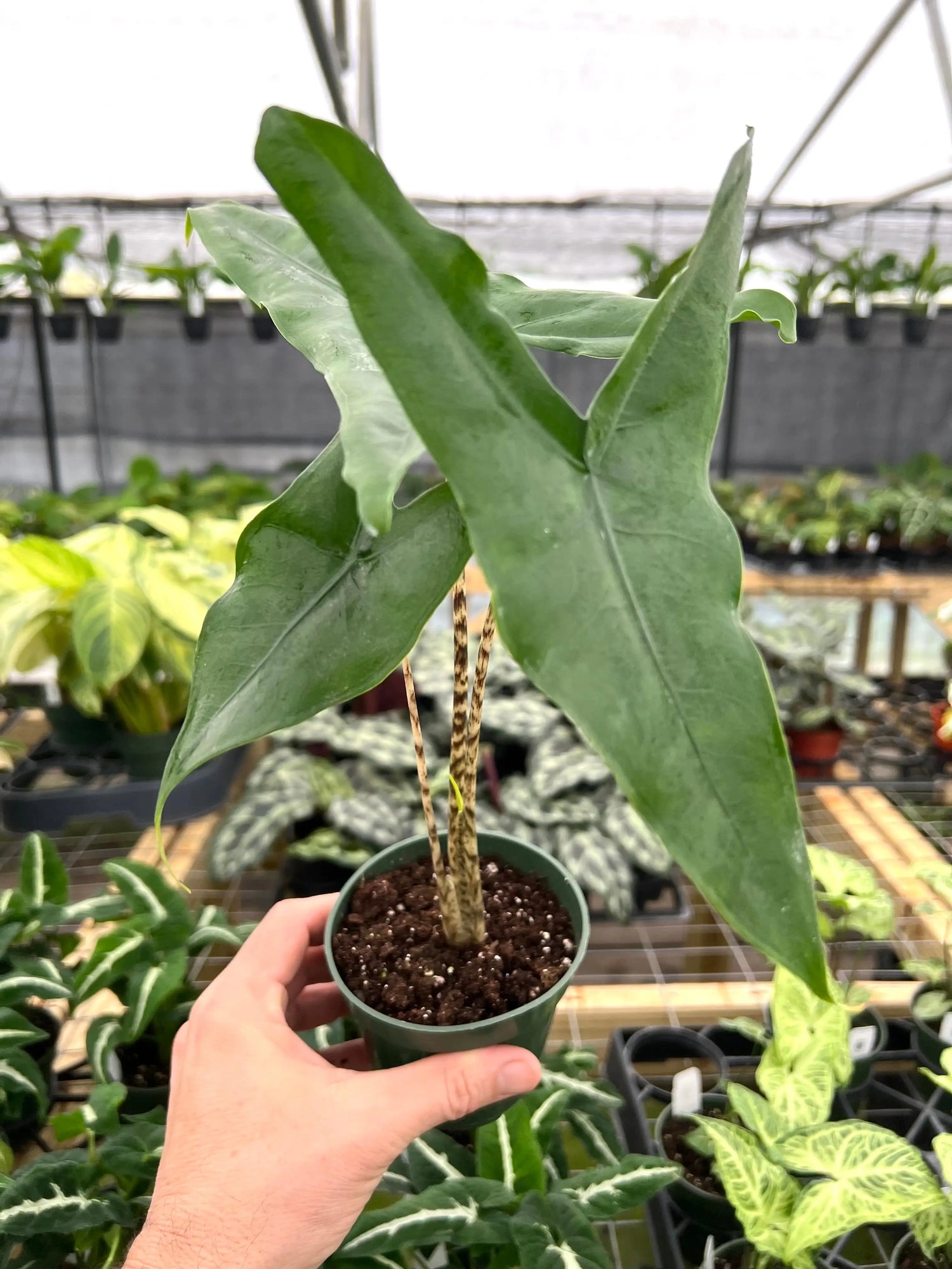 4" Alocasia tigrina superba -  Canopy Plant Co.