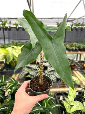 4" Alocasia tigrina superba Canopy Plant Co.
