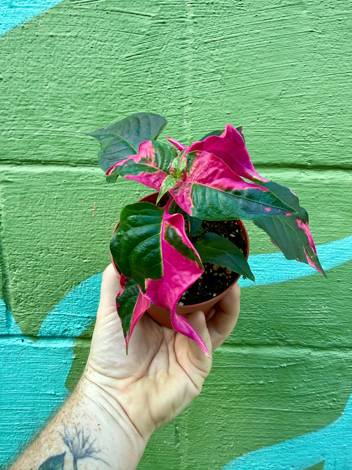 4" Alternanthera 'Party Time' -  Canopy Plant Co.