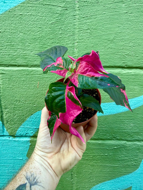 4" Alternanthera 'Party Time' -  Canopy Plant Co.