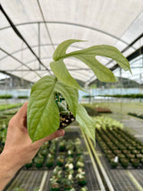 4" Amydrium Medium ‘Silver’ - Canopy Plant Co.