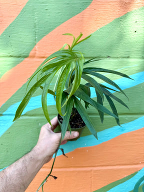 4” Amydrium zippelianum Canopy Plant Co.
