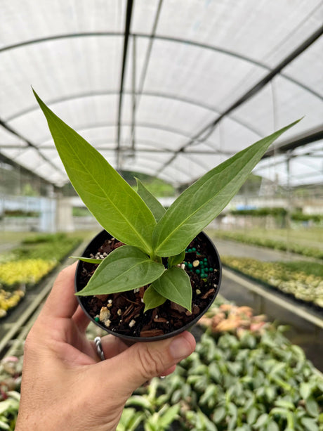 4" Anthurium 'Big Bill' - Canopy Plant Co.