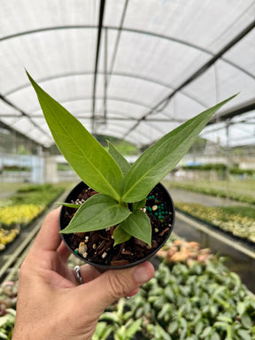 4" Anthurium 'Big Bill' Canopy Plant Co.