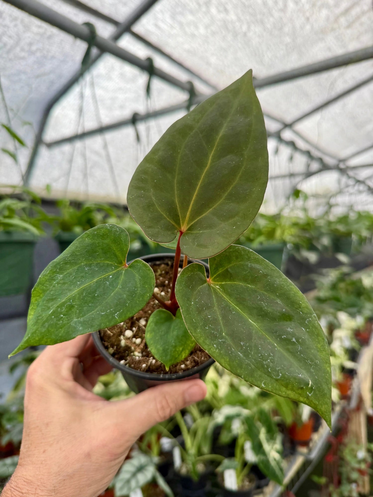 4" Anthurium 'Dark Phoenix' -  Canopy Plant Co.