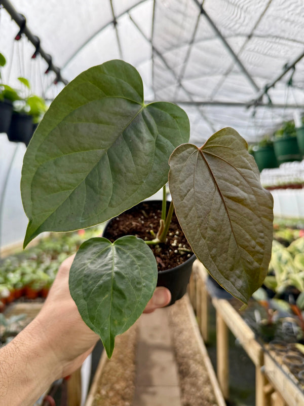 Bright red 4-inch Anthurium 'Queen of Hearts' plant from Canopy Plant Co. with glossy leaves and vibrant heart-shaped flowers.