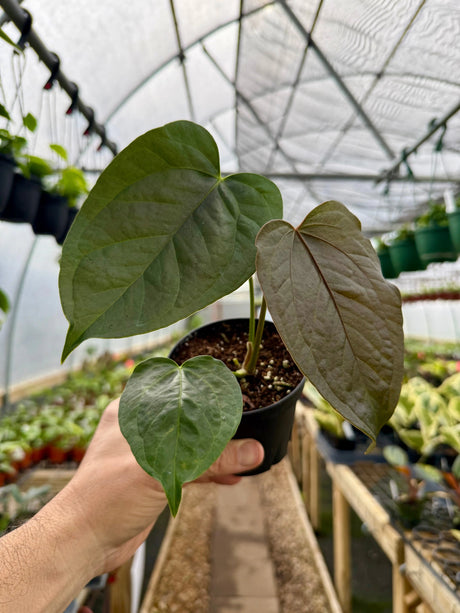 4" Anthurium ‘Queen of Hearts’ Canopy Plant Co.
