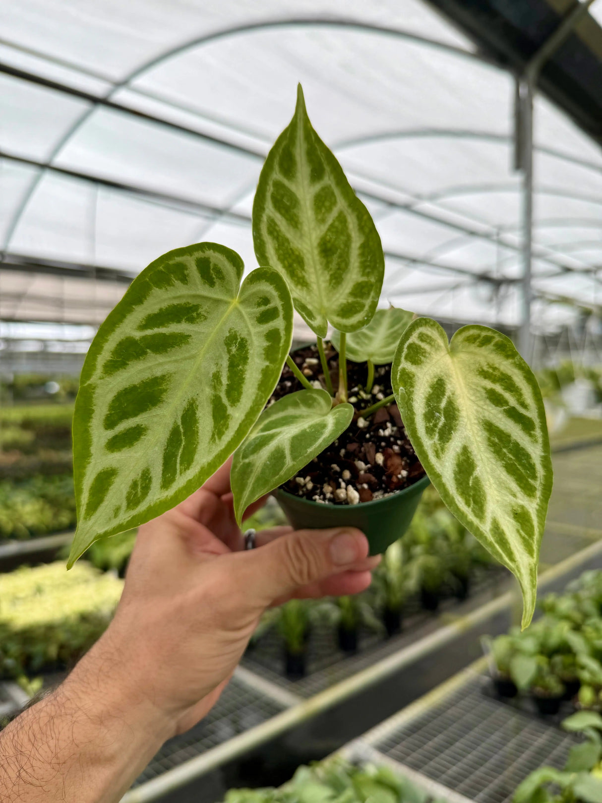 4” Anthurium ‘Silver Blush’ -  Canopy Plant Co.