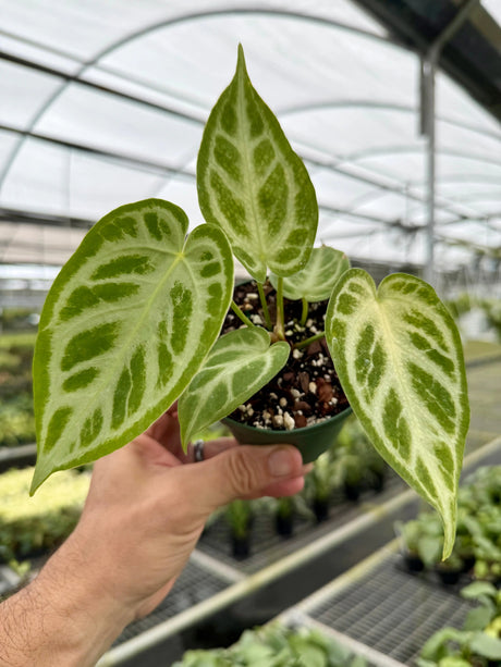 4” Anthurium ‘Silver Blush’ -  Canopy Plant Co.