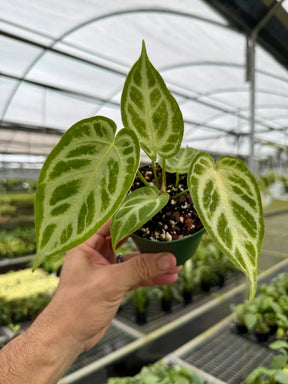 4” Anthurium ‘Silver Blush’ Canopy Plant Co.