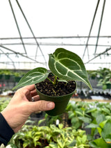 4" Anthurium forgetii -  Canopy Plant Co.