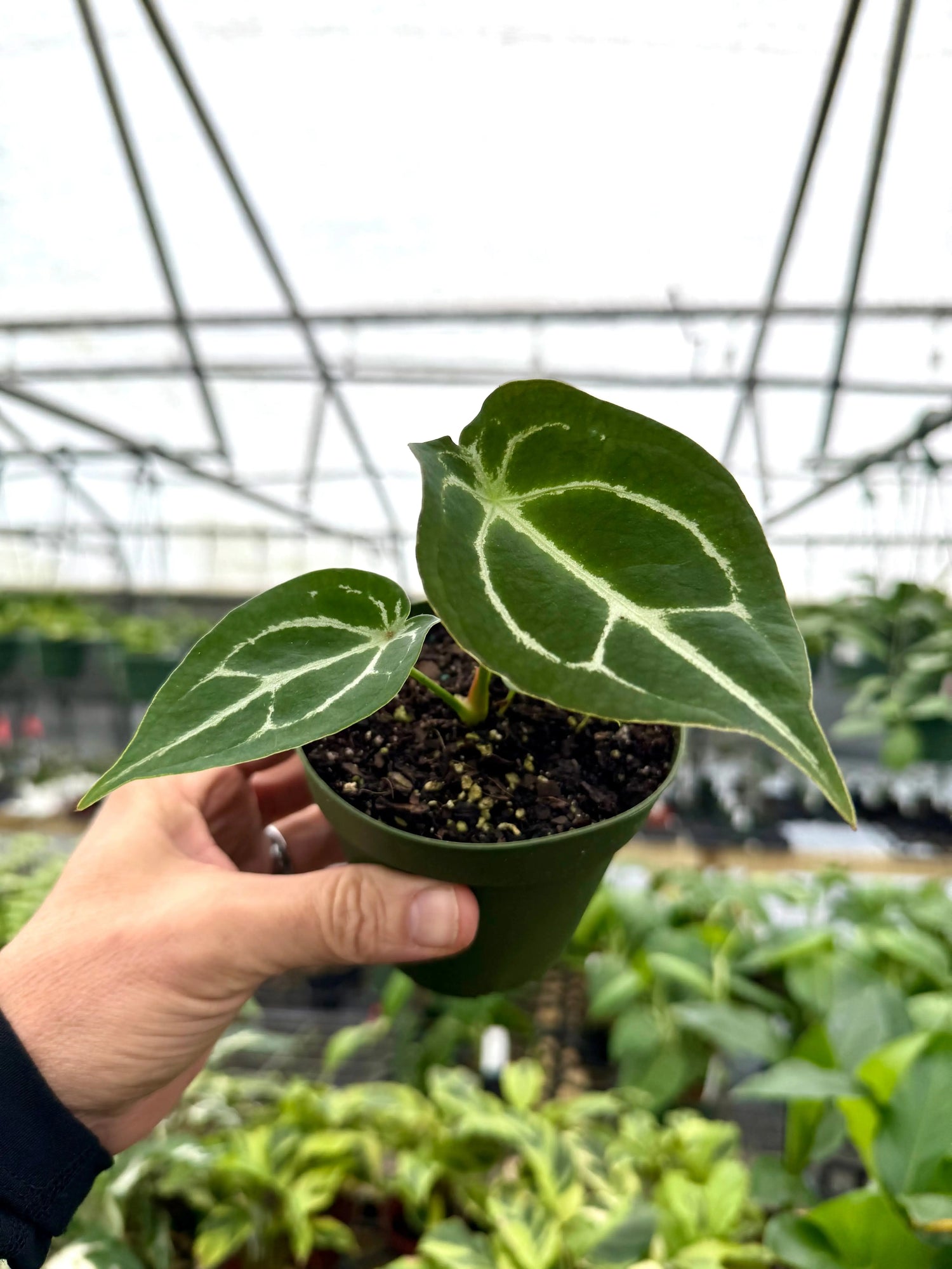 4" Anthurium forgetii -  Canopy Plant Co.