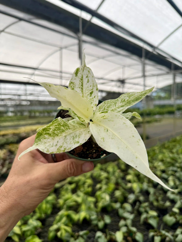 4" Anthurium hookeri 'pink variegated' -  Canopy Plant Co.