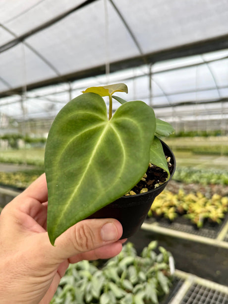 4” Anthurium magnificum - Canopy Plant Co.