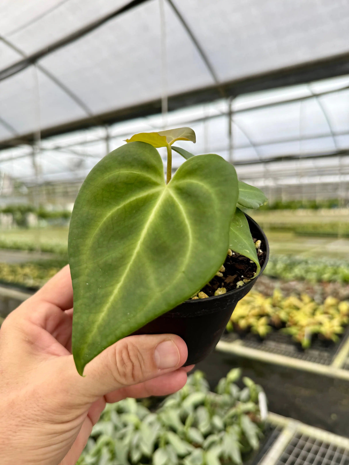 4” Anthurium magnificum Canopy Plant Co.