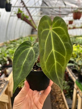 Close-up of a 4-inch Anthurium magnificum x crystallinum plant with large, glossy green leaves, from Canopy Plant Co.