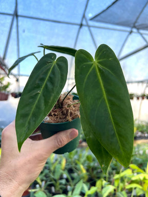 4" Anthurium metallicum -  Canopy Plant Co.
