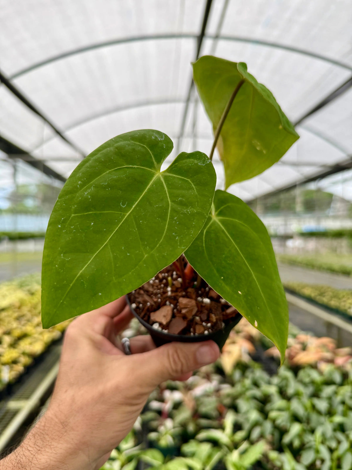 Anthurium papillilaminum NPG 観葉植物 4_Anthurium_papillilaminum_Can