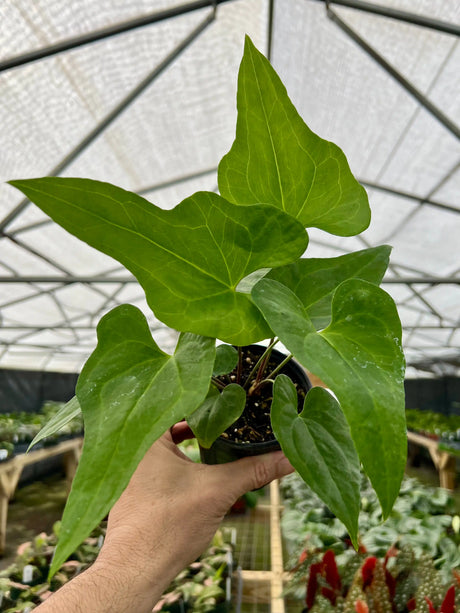 4" Anthurium podophyllum Canopy Plant Co.