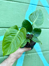 4” Anthurium veitchii - Canopy Plant Co.
