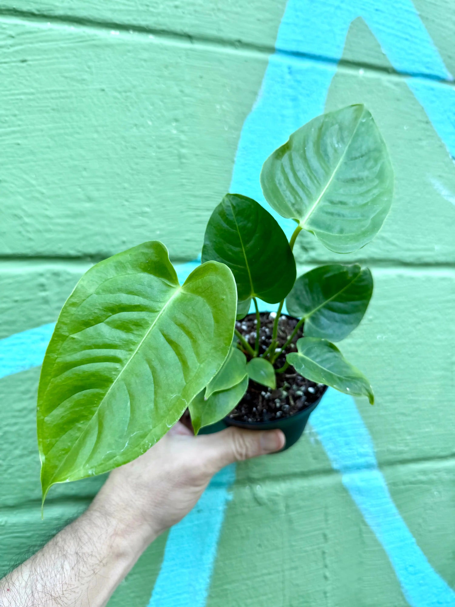 4” Anthurium veitchii - Canopy Plant Co.