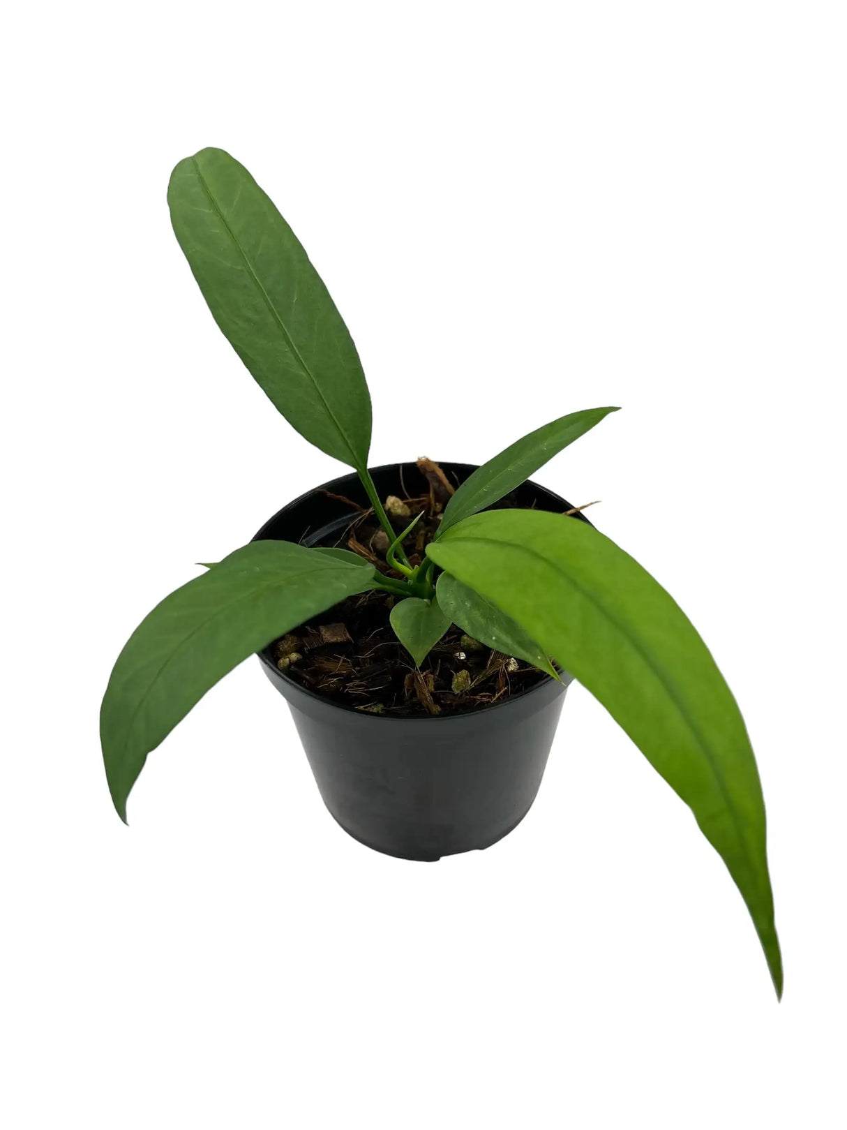4" Anthurium vittarifolium Canopy Plant Co.