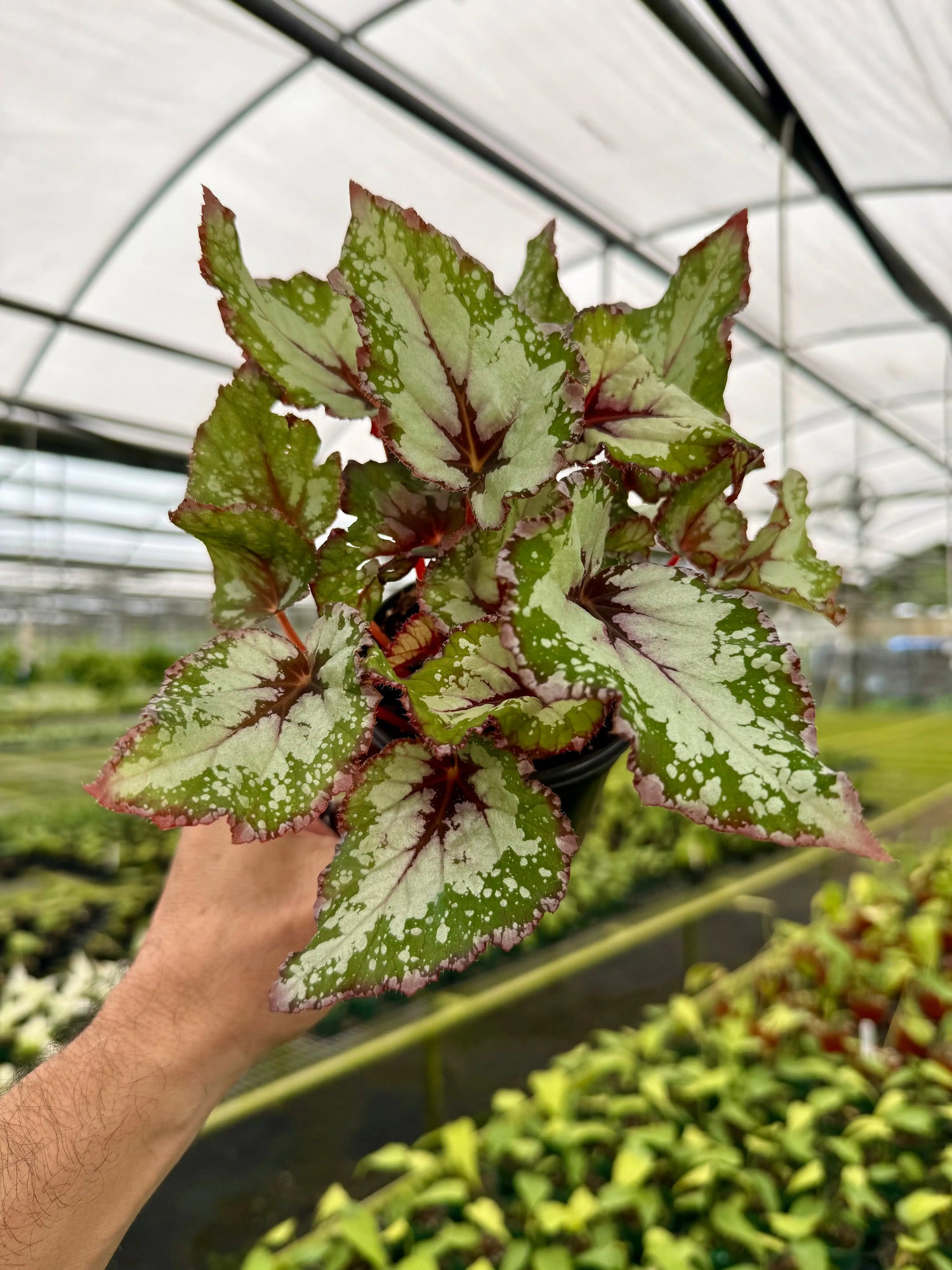 4" Begonia 'Alaska Creek' -  Canopy Plant Co.
