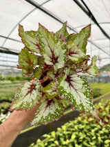 4" Begonia 'Alaska Creek' Canopy Plant Co.