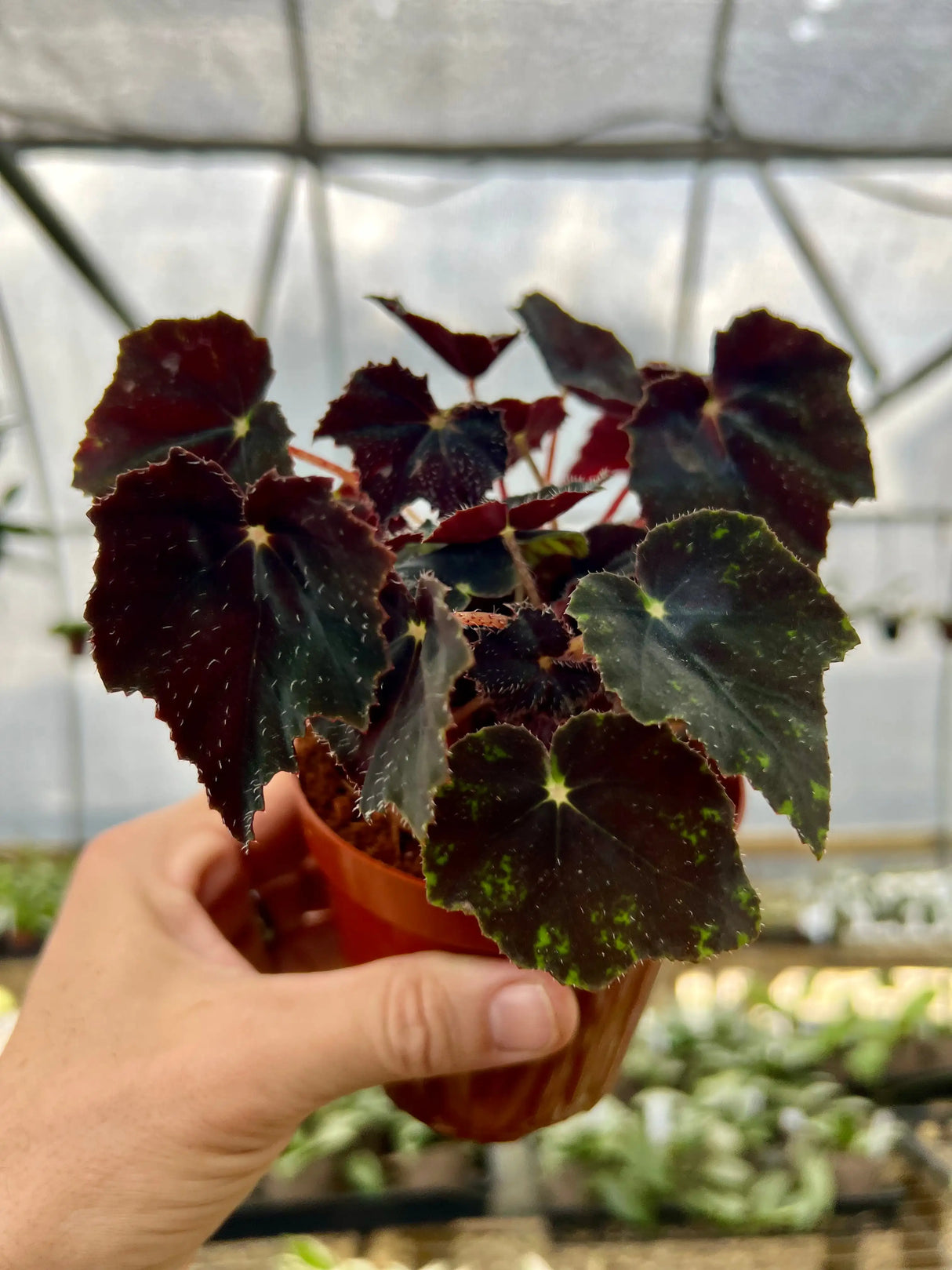 4" Begonia Black Velvet Canopy Plant Co.
