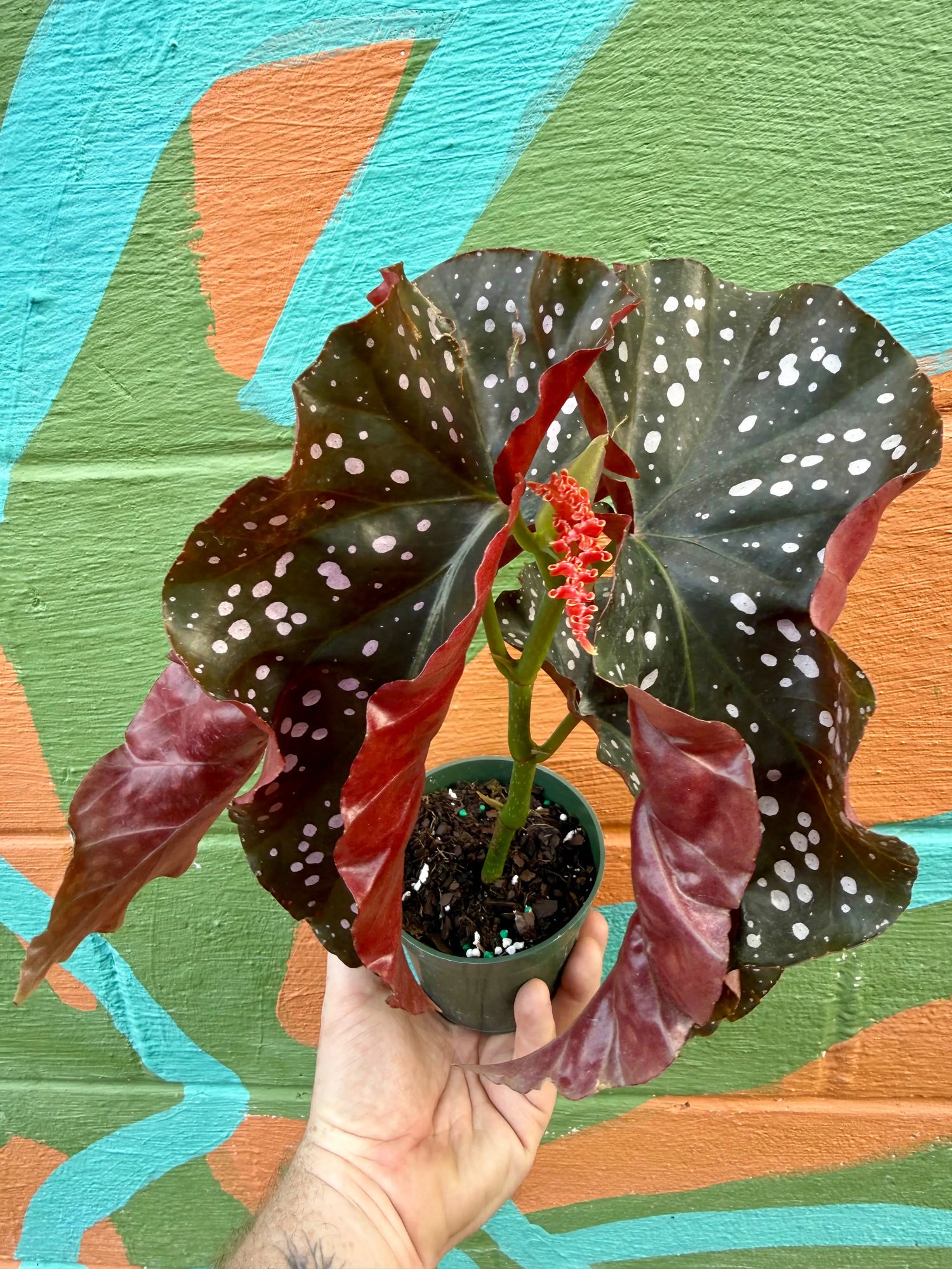 4" Begonia 'Crackling Rosie' -  Canopy Plant Co.