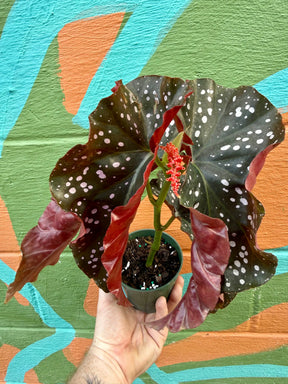 4" Begonia 'Crackling Rosie' -  Canopy Plant Co.