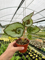 4" Begonia 'Escargot' -  Canopy Plant Co.