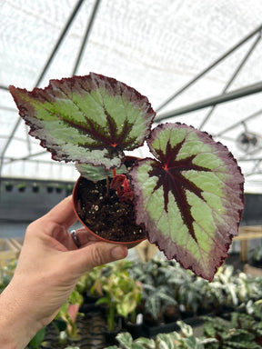 4" Begonia Firewoman -  Canopy Plant Co.