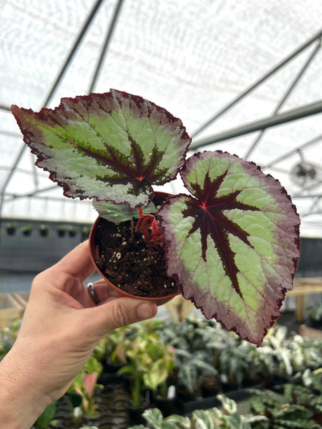 4" Begonia Firewoman -  Canopy Plant Co.