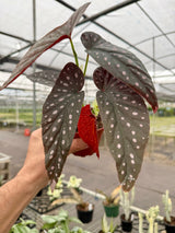4" Begonia 'Harmony’s Dark Star' -  Canopy Plant Co.