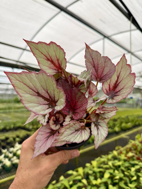 4" Begonia 'Indian Summer' -  Canopy Plant Co.