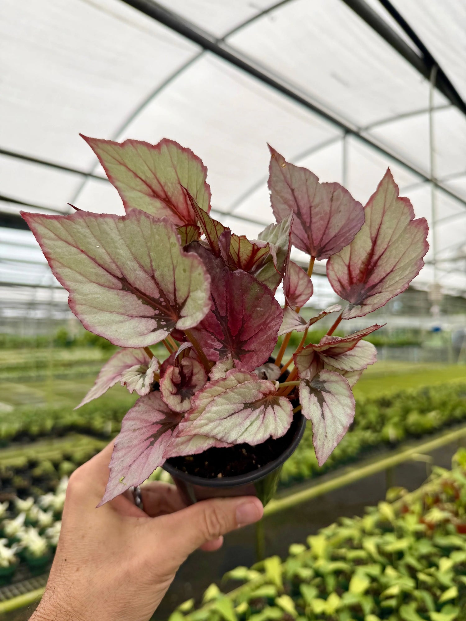 4" Begonia 'Indian Summer' -  Canopy Plant Co.