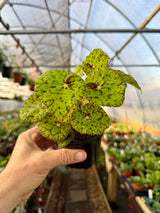 4" Begonia 'Lime Fever' Canopy Plant Co.